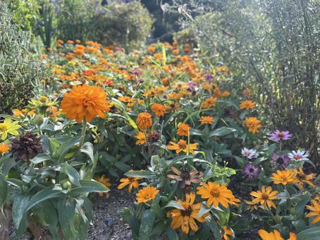オレンジ花壇 オレンジ花壇の写真