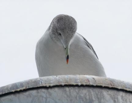 俯き、静かに佇むカモメ 俯き、静かに佇むカモメ カモメ,海鳥,鳥類の写真素材