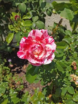 バラ/バイカラー・その3 バラ/バイカラー・その3 バラ,花,薔薇の写真素材