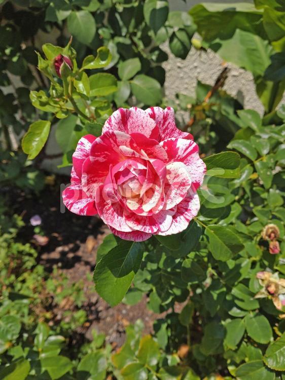 バラ／バイカラー・その3 バラ,花,薔薇の写真素材