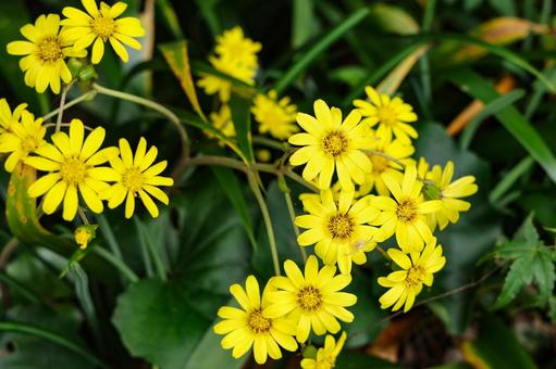 ツワブキの花 ツワブキ,石蕗,ツワの写真素材