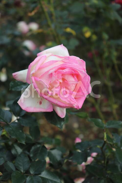 フランス生まれのピンクの薔薇、プリンセス・ドゥ・モナコ プリンセス・ドゥ・モナコ,薔薇,花の写真素材