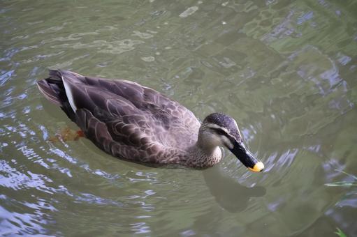 池の水面を泳ぐかものアップ 池,水面,泳ぐの写真素材