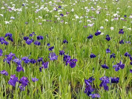 ハナショウブ(花菖蒲) ハナショウブ(花菖蒲)の写真