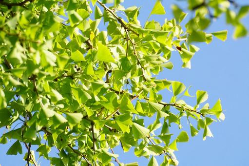 イチョウ イチョウ,葉,黄葉の写真素材