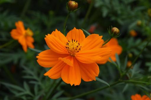 キバナコスモス 'マンダリン' キバナコスモス,マンダリン,黄花秋桜の写真素材