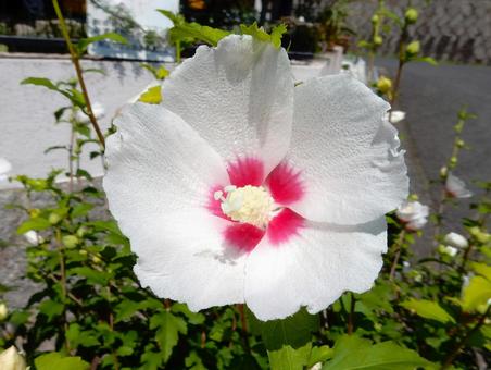 [Flower photo] White Rose of Sharon, JPG
