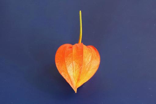 ホオズキの実 ホオズキの実 植物,ほおずき,鬼灯の写真素材