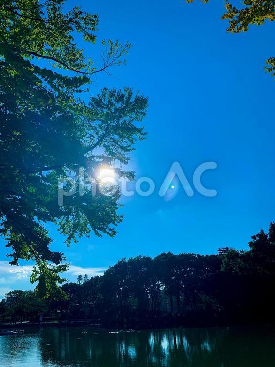 木漏れ日 木漏れ日,太陽,日の光の写真素材