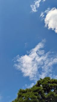 Japanese pine trees shining against a clear summer sky, JPG Japanese pine trees shining against a clear summer sky, JPG