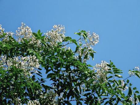 ユクノキの花 ユクノキの花 ユクノキ,花,ミヤマフジキの写真素材