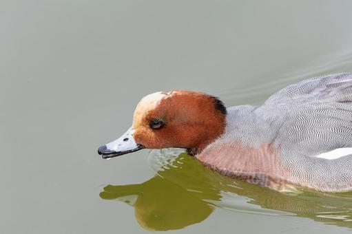 水面に映るヒドリガモの姿 水面に映るヒドリガモの姿 ヒドリガモ,鴨,野鳥の写真素材