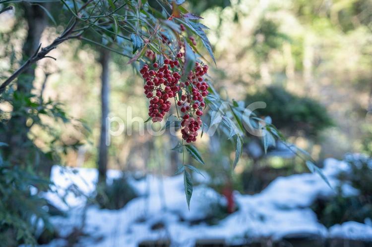 雪と南天の実 ナンテン,降雪,冬の写真素材
