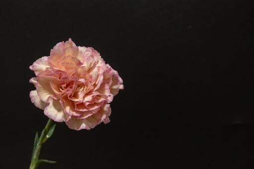 カーネーション 花,母の日,植物の写真素材