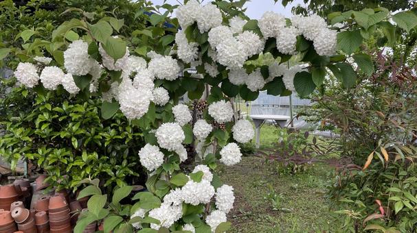 千歳の小道の写真