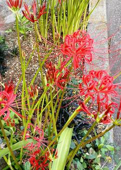 ヒガンバナ ヒガンバナの写真