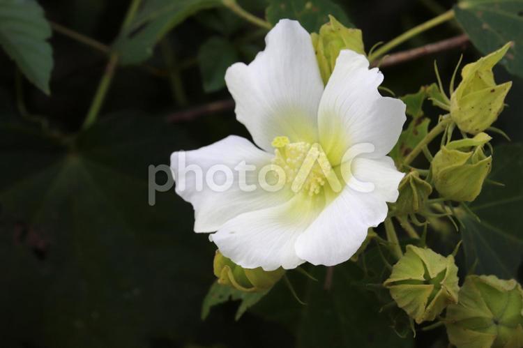 ハイビスカスに似たフヨウの花 花,秋,10月の写真素材