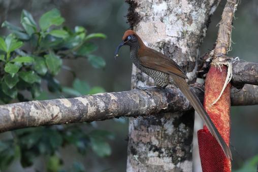 チャイロカマハシフウチョウ チャイロカマハシフウチョウの写真