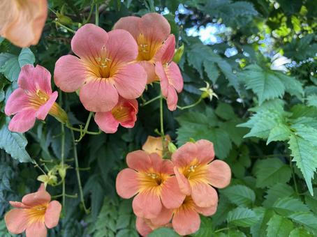Summer flower Trumpet vine, JPG Summer flower Trumpet vine, JPG