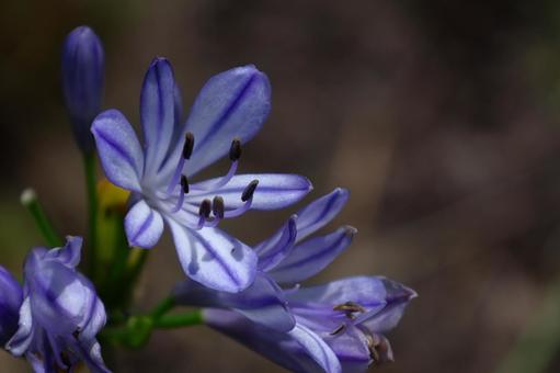 Photo, agapanthus, purple clam, murasaki kunsiran, 