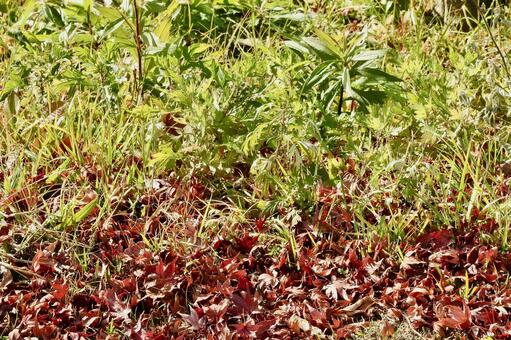 夏から秋へ、季節の移ろいを感じさせる素材 落ち葉,枯れ葉,赤みの写真素材