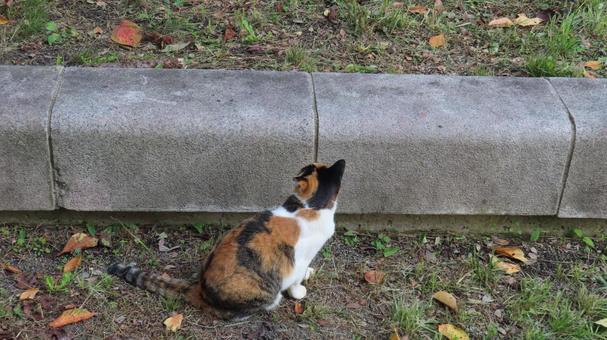 段差の先に居る雀をロックオン中の三毛猫 三毛猫,猫,お座りの写真素材