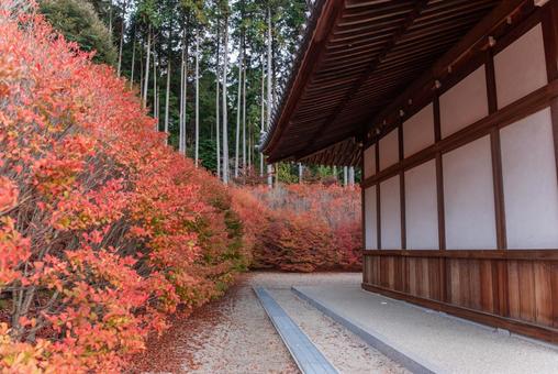 呑山観音寺の紅葉(ドウダンツツジ) 呑山観音寺の紅葉(ドウダンツツジ) 呑山観音寺,福岡,福岡県の写真素材