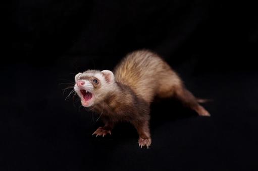 かかってこい！ フェレット,マーシャルフェレット,かわいいの写真素材