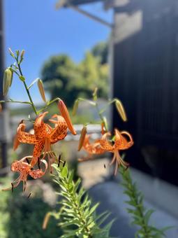 路地裏に咲くオニユリの花 路地裏に咲くオニユリの花の写真