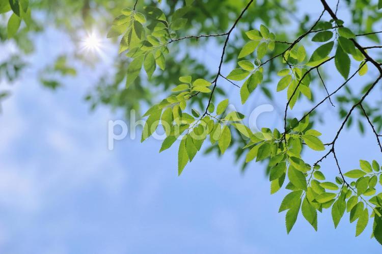 爽やかな新録の季節 新緑,初夏,青空の写真素材