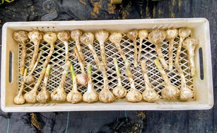 収穫後のニンニク① ニンニク,大蒜,忍辱の写真素材