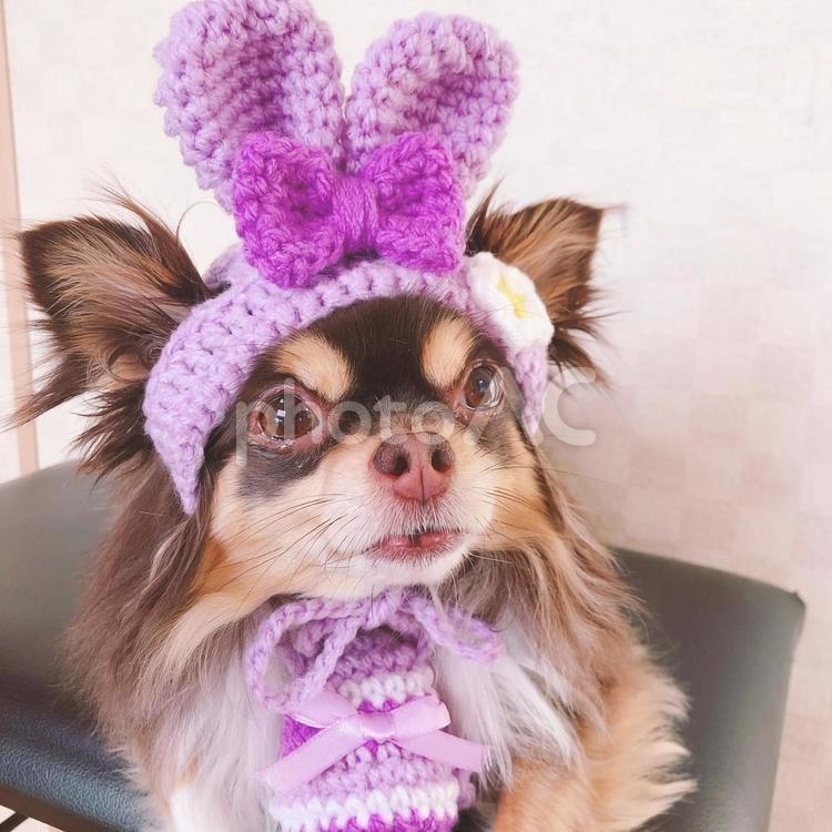 うさぎだワン チワワ,犬,小型犬の写真素材