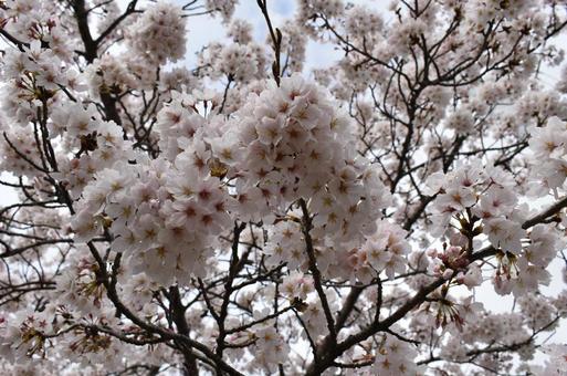 桜 桜の写真