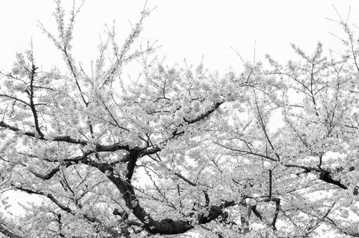 満開の桜 満開の桜の写真