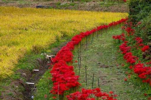 ヒガンバナ(87) ヒガンバナ(87)の写真