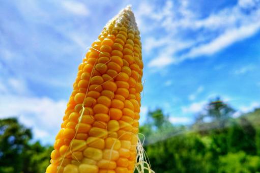Corn to eat outdoors, JPG Corn to eat outdoors, JPG