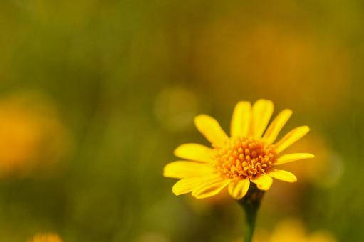 鮮やかな黄色のカラクサシュンギク カラクサシュンギク,自然,イエローの写真素材
