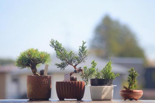 小さな盆栽たち 盆栽,植物,木の写真素材