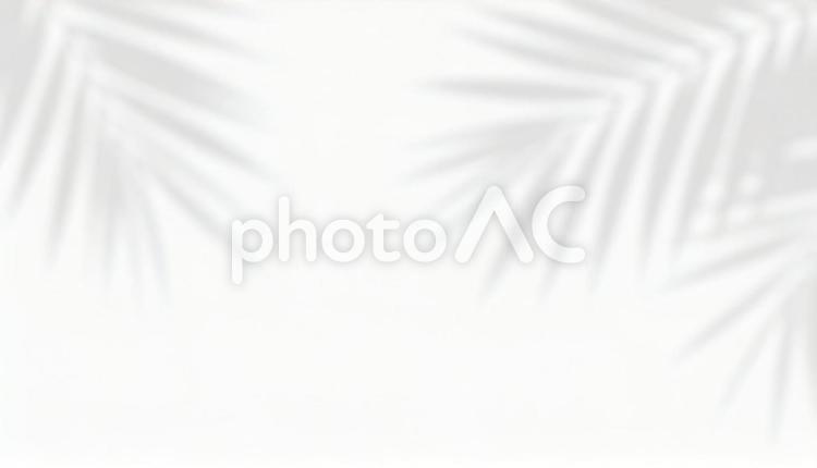 ヤシの木の影の背景1 ヤシ,背景,影の写真素材