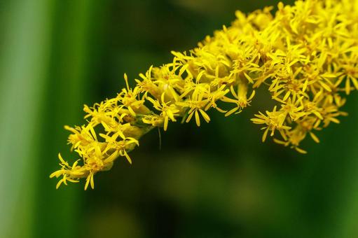 秋の野原に咲くセイタカアワダチソウの花 花,植物,黄色の写真素材