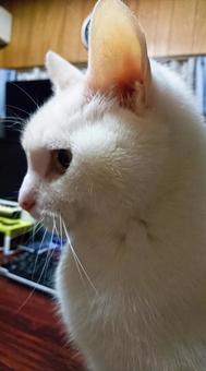 白猫横顔 白猫横顔の写真