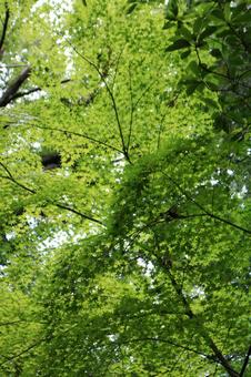 Photo, blue maple, maple, autumn leaves, 