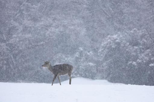 奈良公園 鹿 冬 降雪 奈良公園 鹿 冬 降雪 奈良公園,鹿,雪景色の写真素材