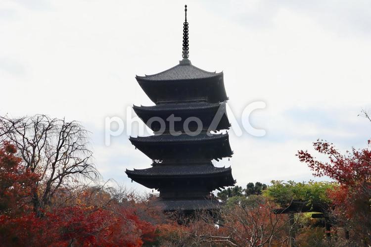 東寺　五重塔　秋 東寺,五重塔,秋の写真素材