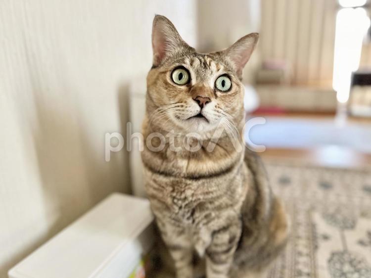座って見上げる茶キジ猫 cat,猫,キジ猫の写真素材