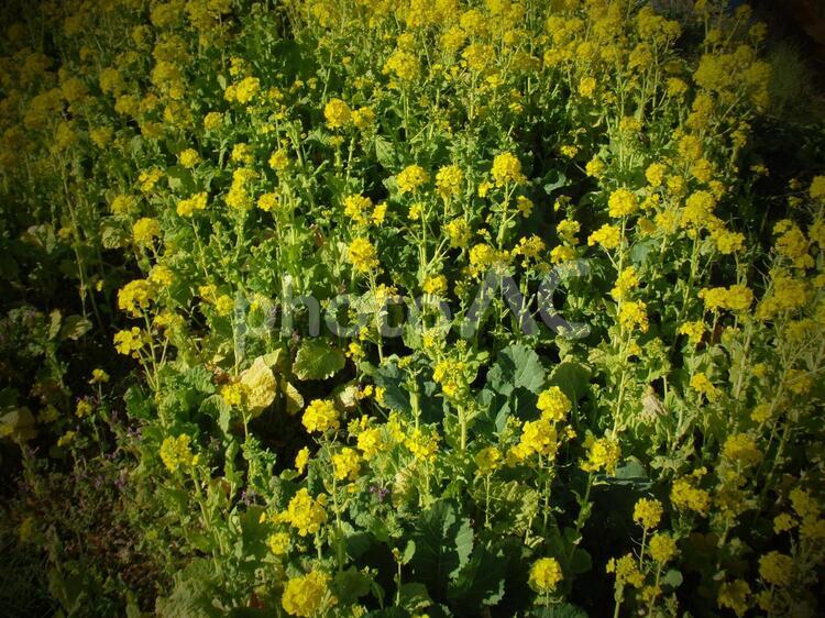 菜の花　トイカメラ なのはな,アンティーク調,グリーンの写真素材