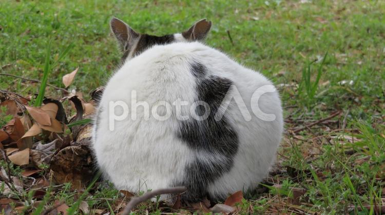 かわいいお尻のモフモフであざとい猫 猫,キジシロ,お尻の写真素材