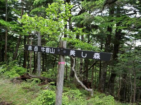 赤岳 真教寺尾根の登山道 赤岳 真教寺尾根の登山道の写真
