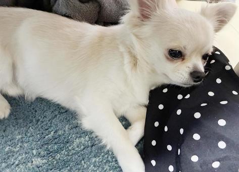 飼い主のお膝の上でお昼寝するチワワ チワワ,室内犬,ペットの写真素材