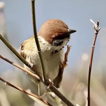 sparrow_12 sparrow_12の写真